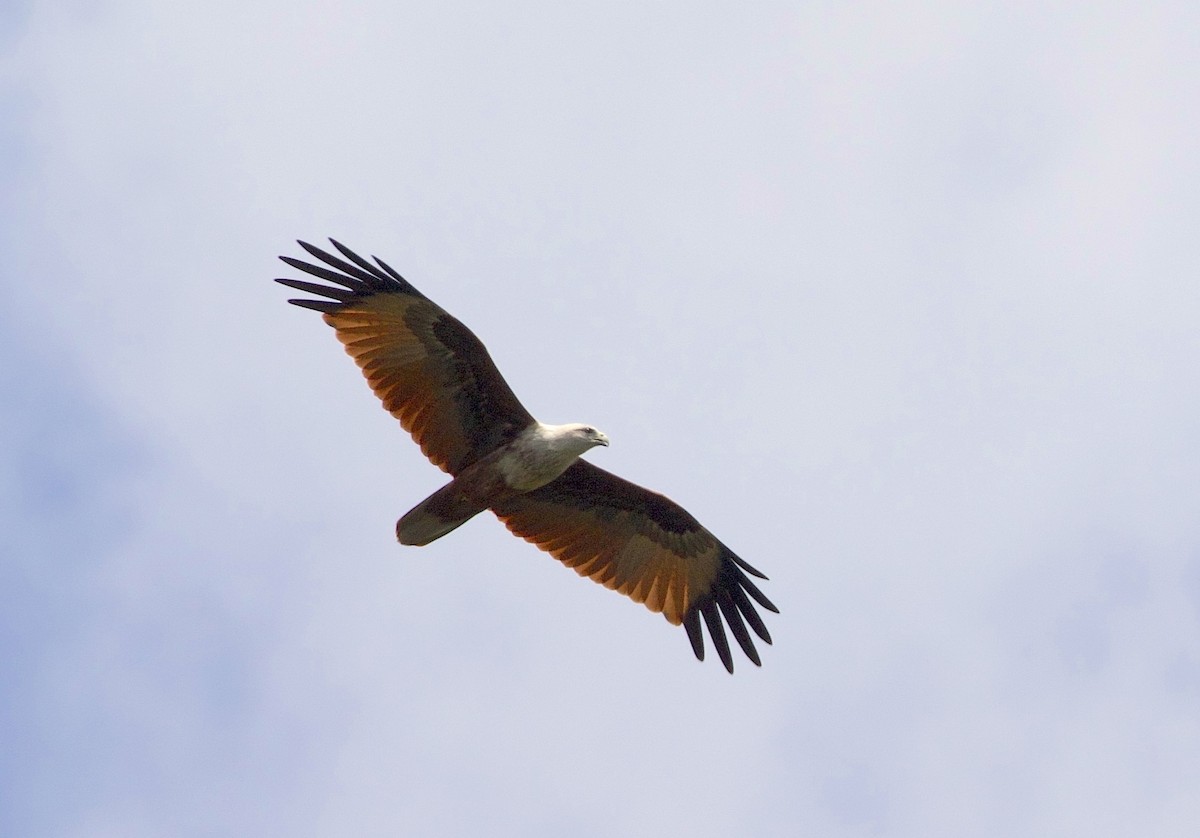 Brahminy Kite - ML609872813