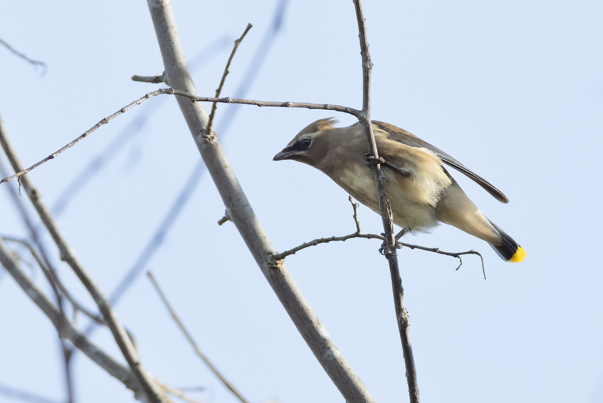 Cedar Waxwing - ML609872818