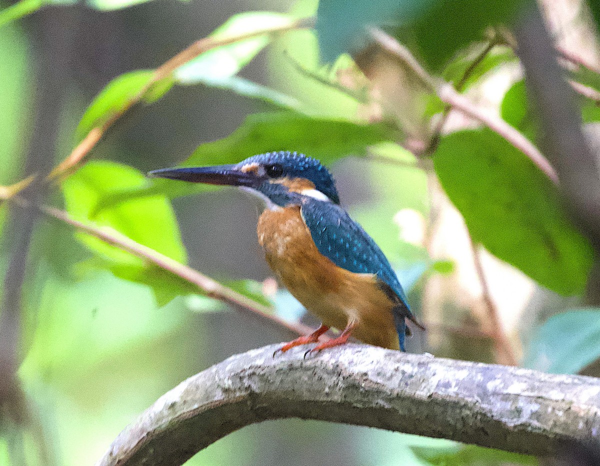Common Kingfisher - ML609872843