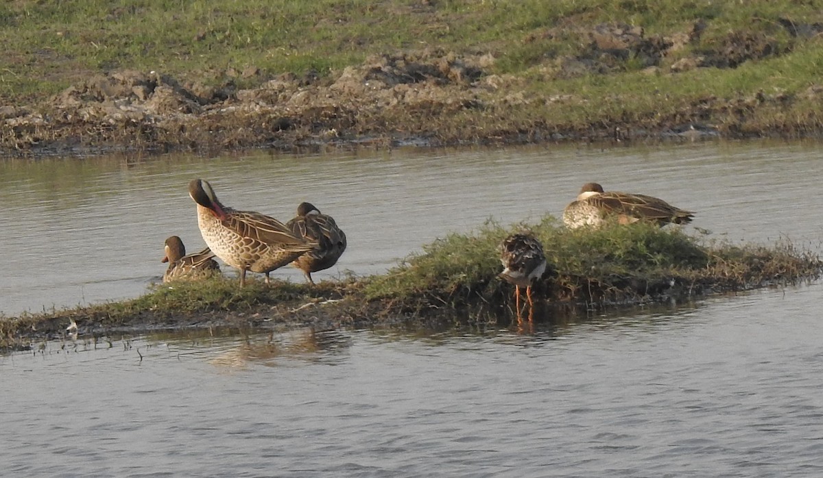 Red-billed Duck - ML609873032