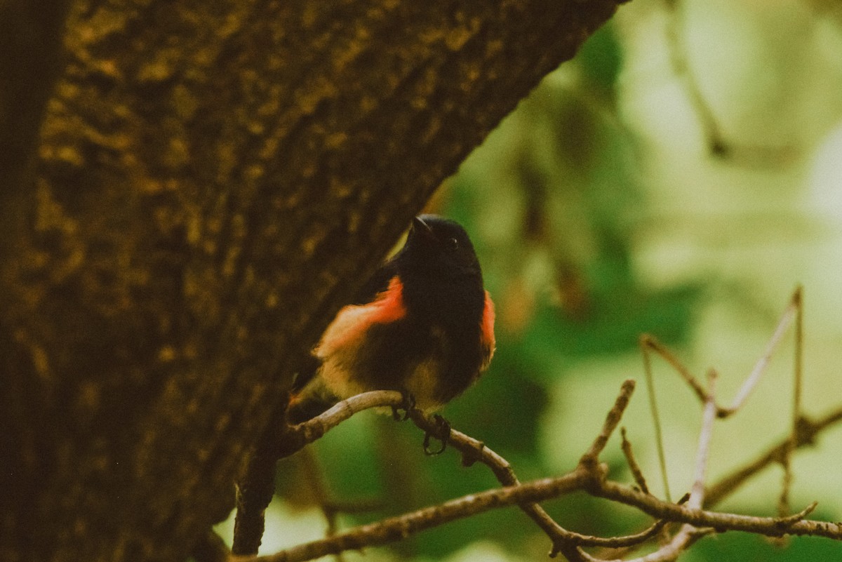 American Redstart - ML609873069