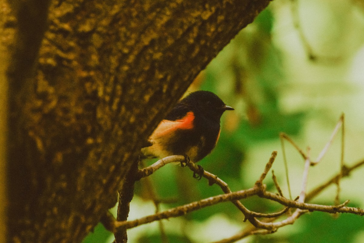 American Redstart - ML609873070