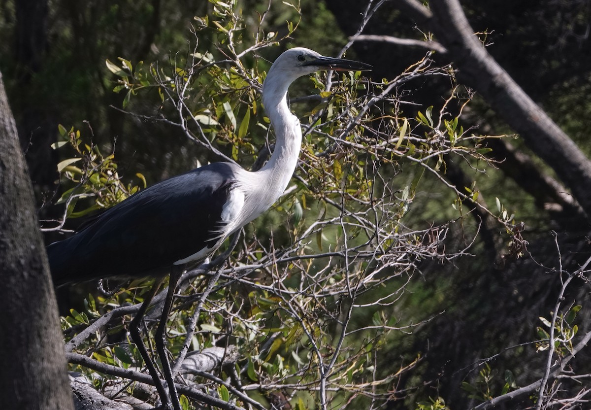 Pacific Heron - ML609873167