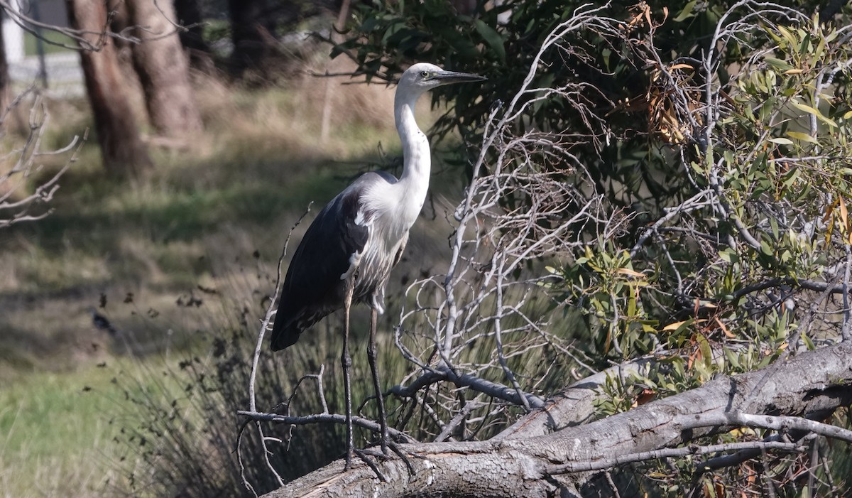 Pacific Heron - ML609873195