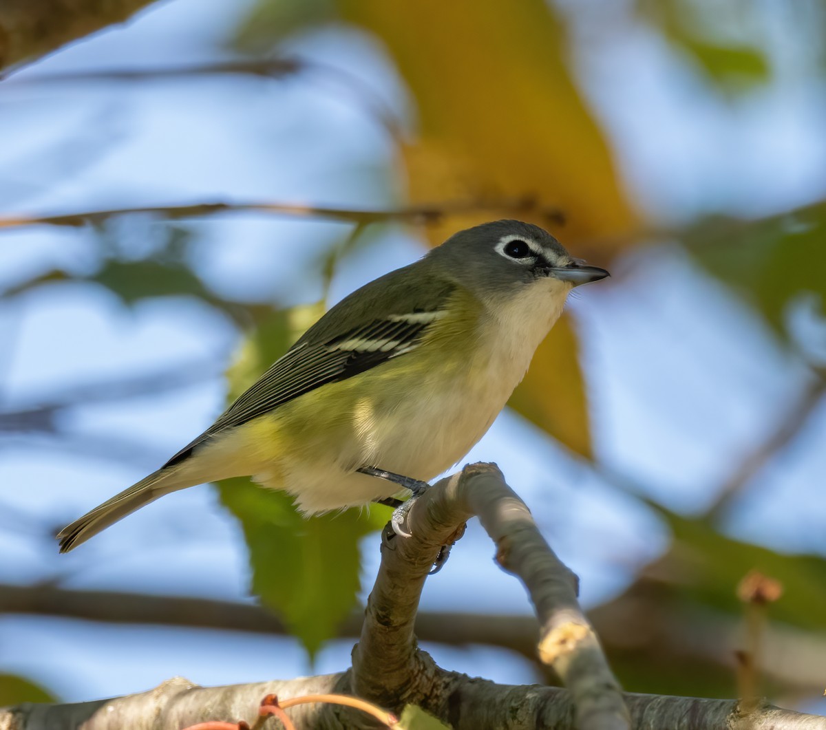 Blue-headed Vireo - ML609873276