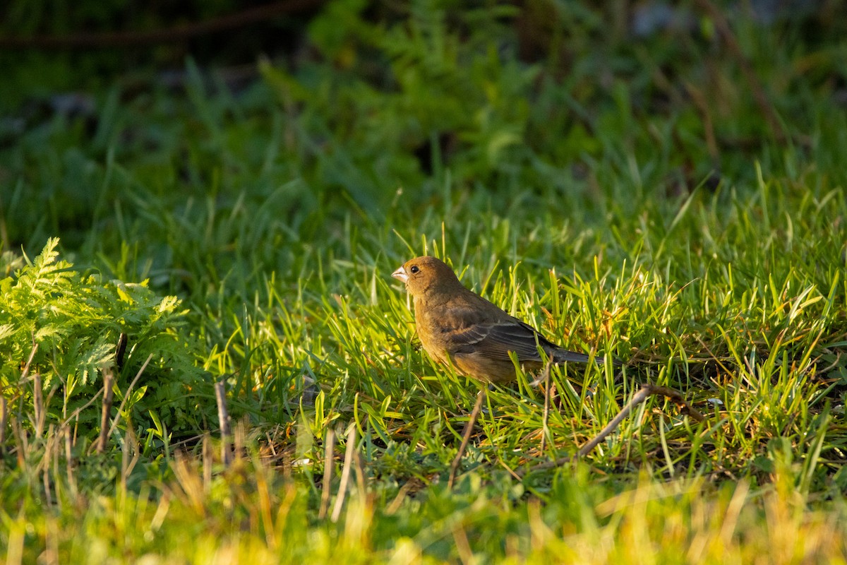 Blue Grosbeak - ML609873334