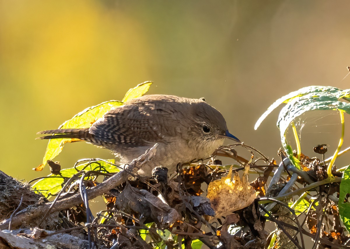 House Wren - ML609873335