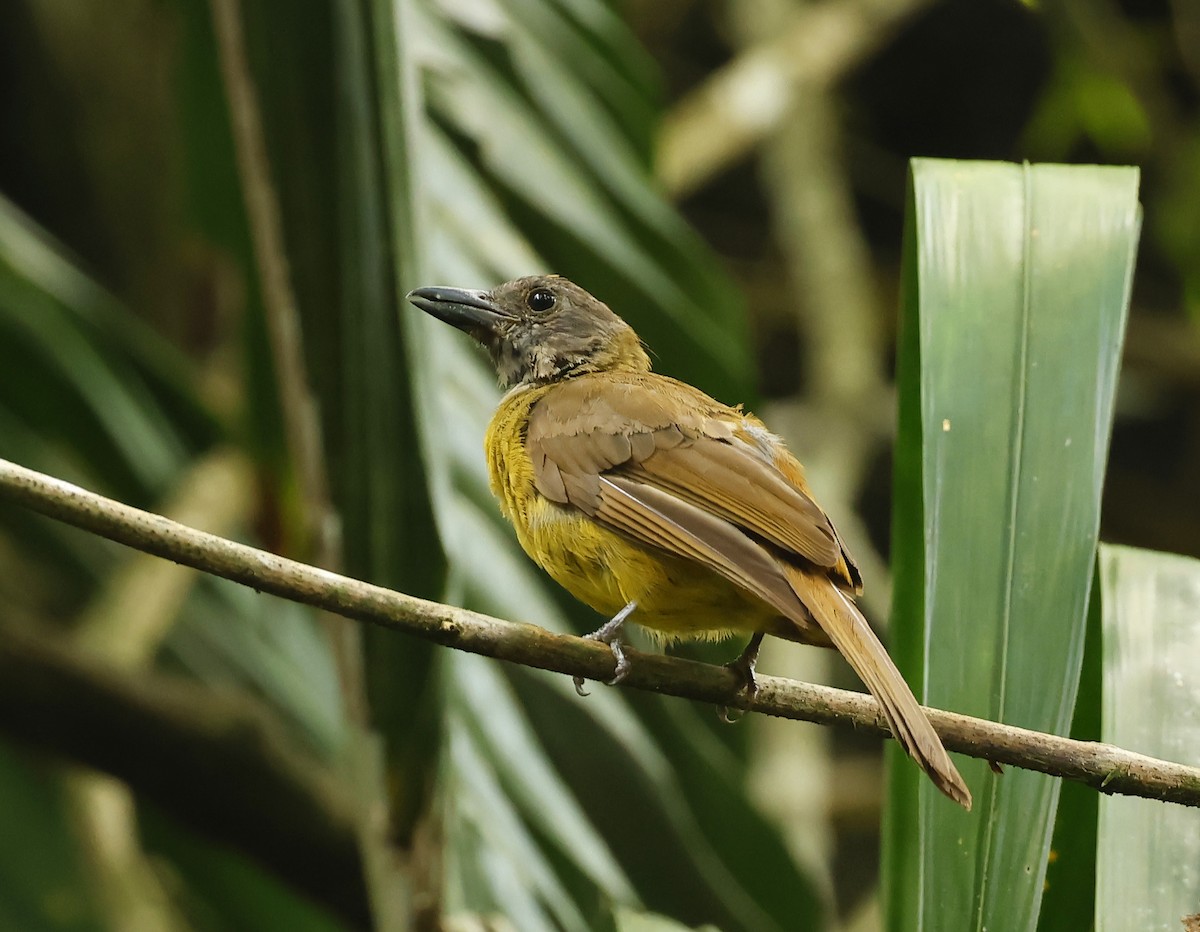 Black-throated Shrike-Tanager - ML609873373