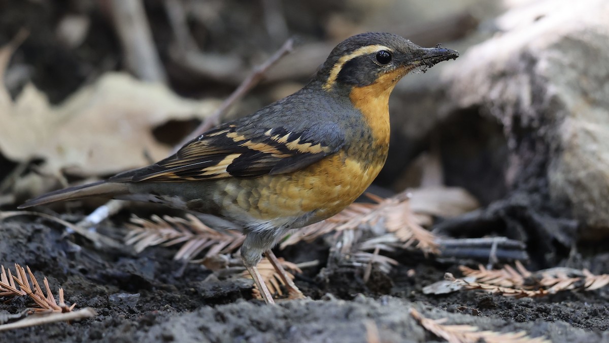 Varied Thrush - Mark Scheel