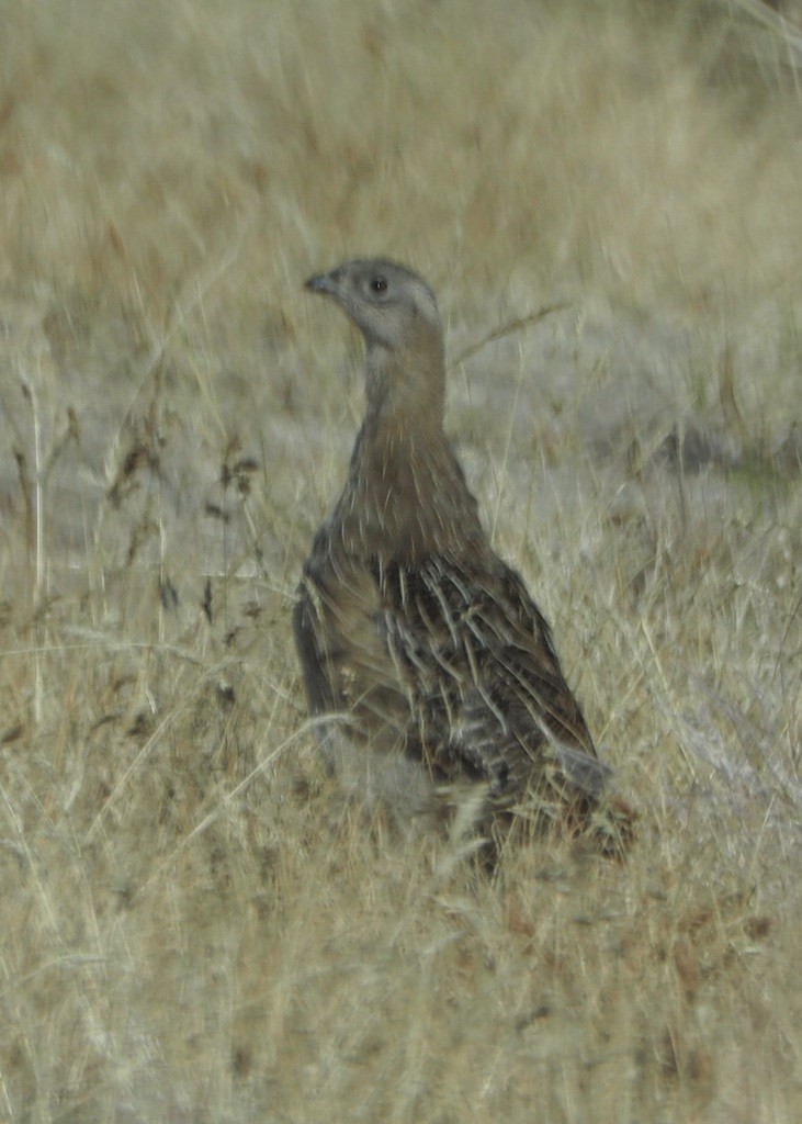 Gray Partridge - ML609873616