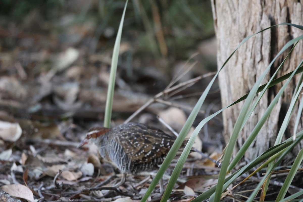 Buff-banded Rail - ML609873715