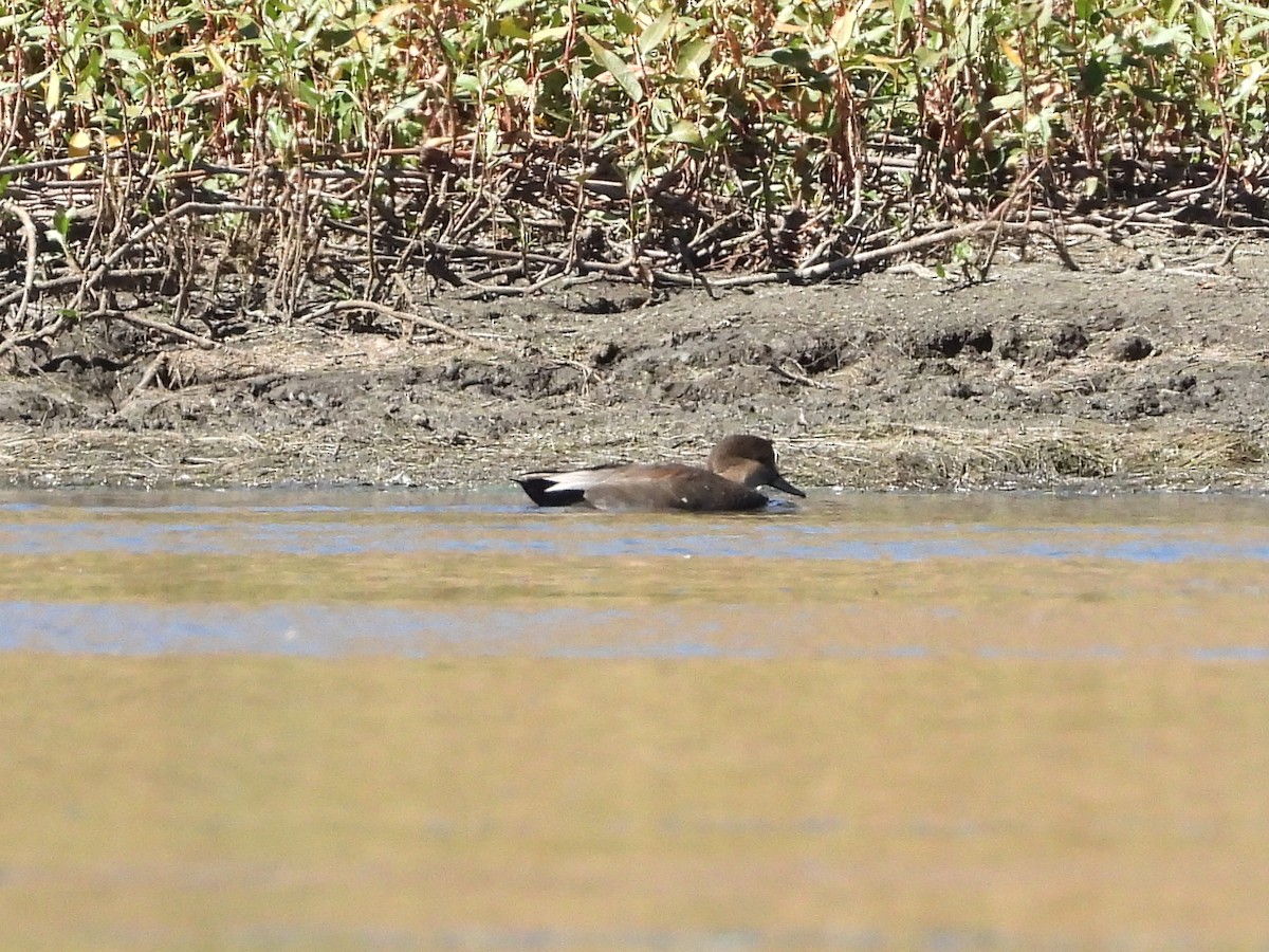 Canard chipeau - ML609873885