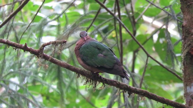 Asian Emerald Dove - ML609873925