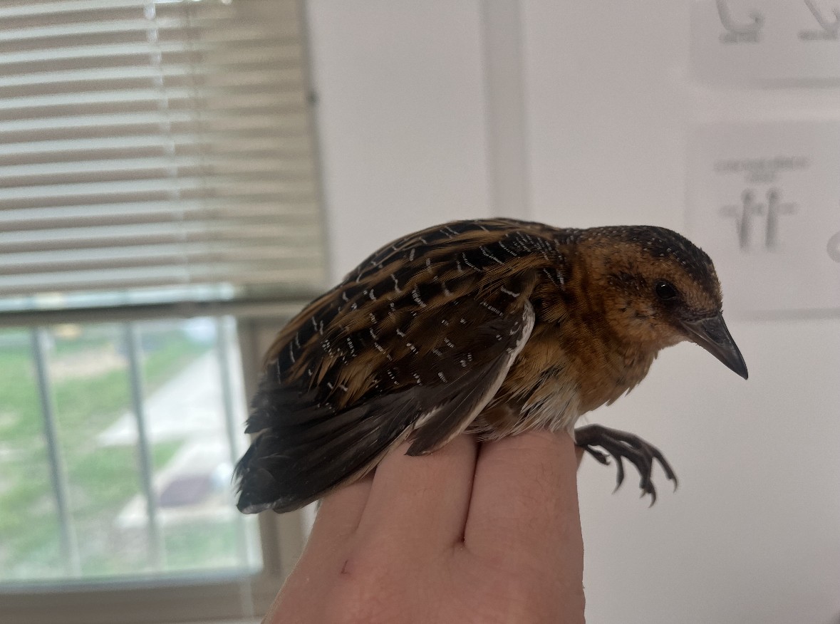 Yellow Rail - Animal Rehabilitation Keep Live Stranded Rarities