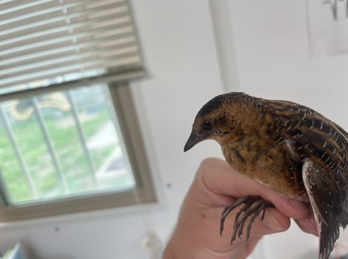 Yellow Rail - Animal Rehabilitation Keep Live Stranded Rarities