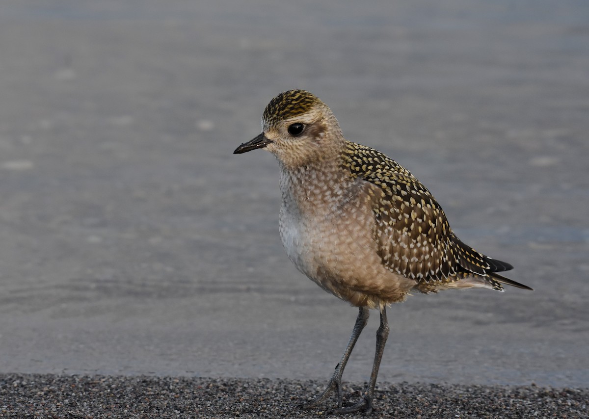 American Golden-Plover - ML609873999