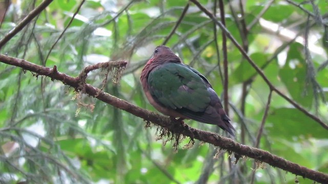 Palomita Esmeralda Cabecigrís - ML609874011