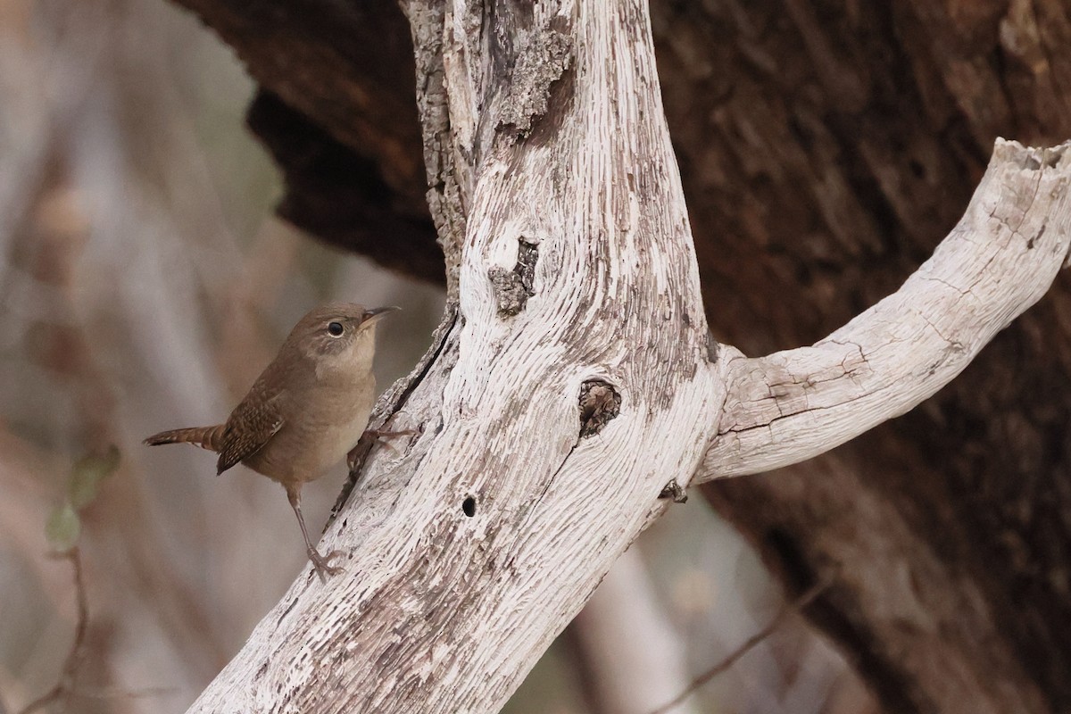 House Wren - ML609874065