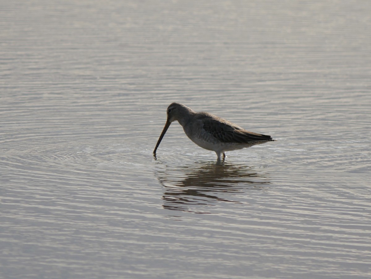 Long-billed Dowitcher - ML609874071