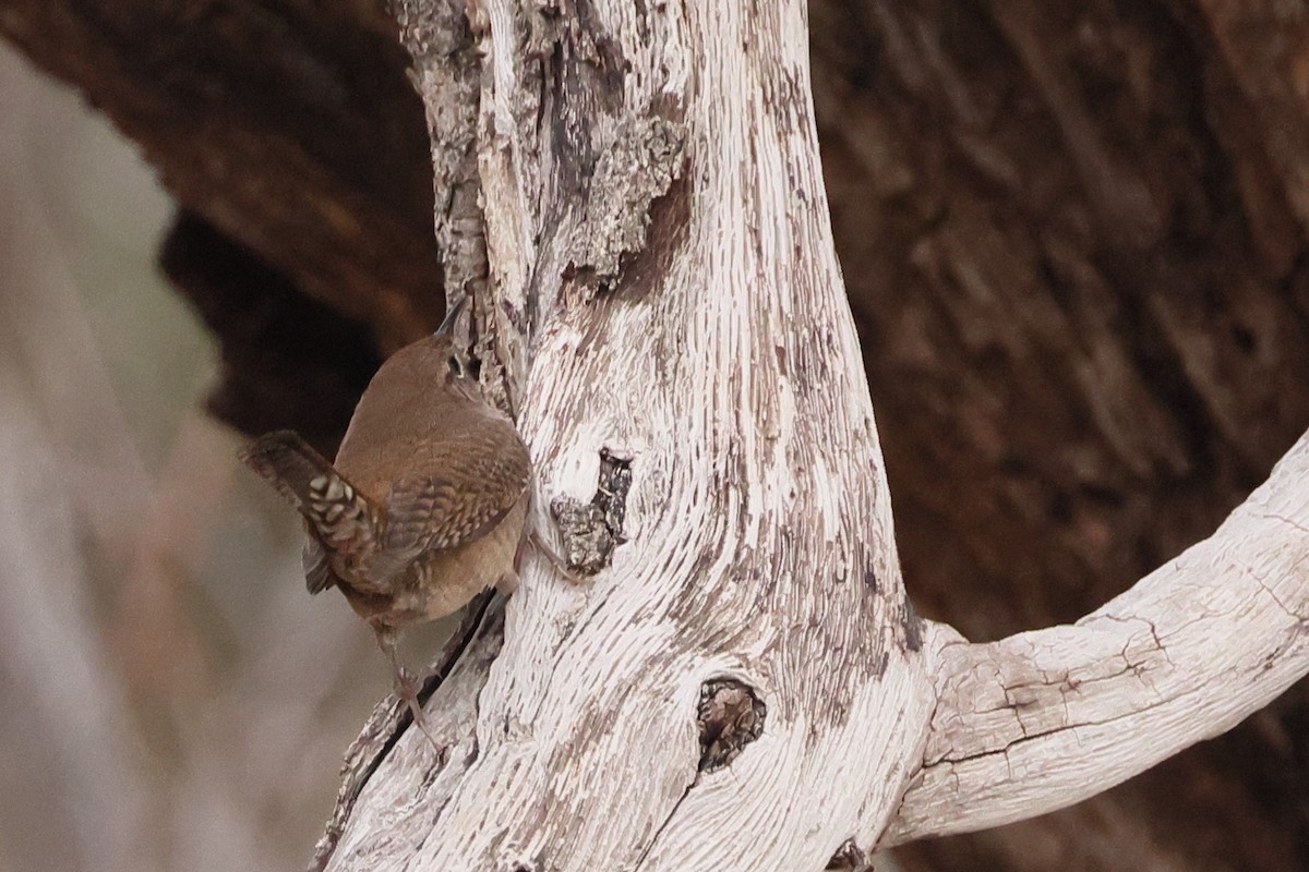 House Wren - ML609874074