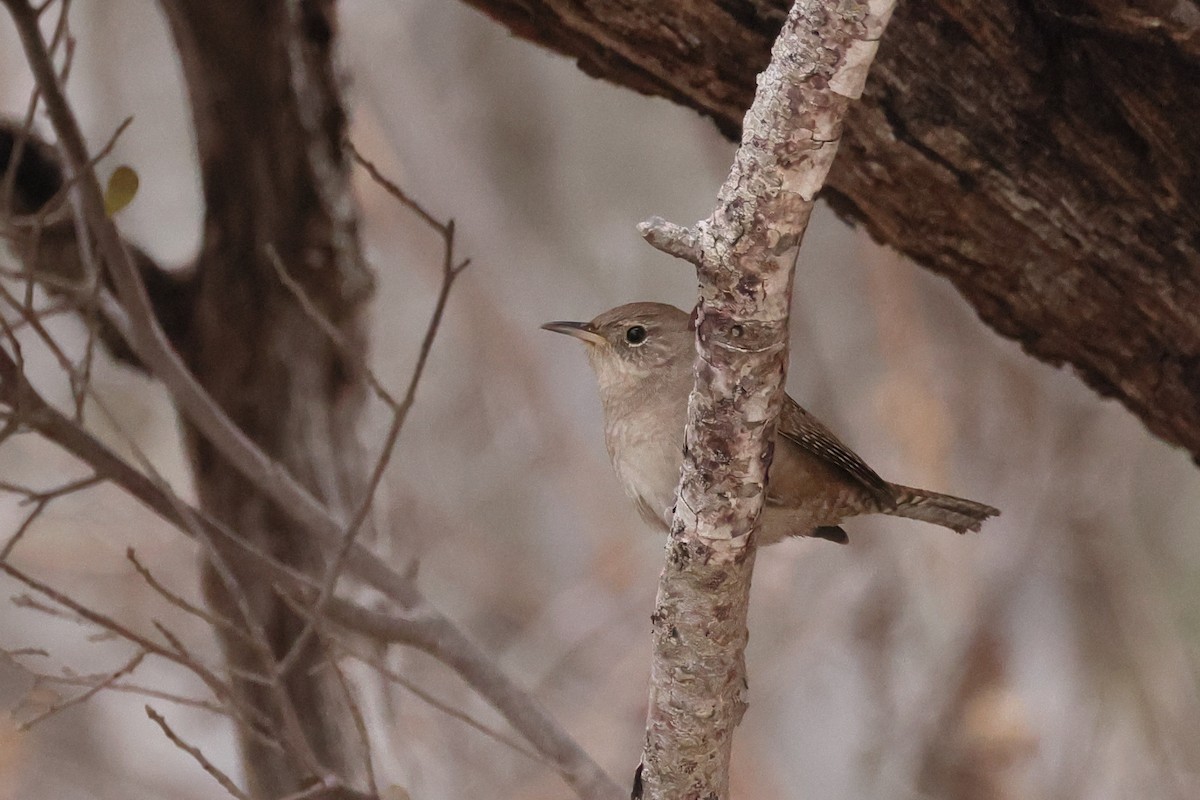 House Wren - ML609874075