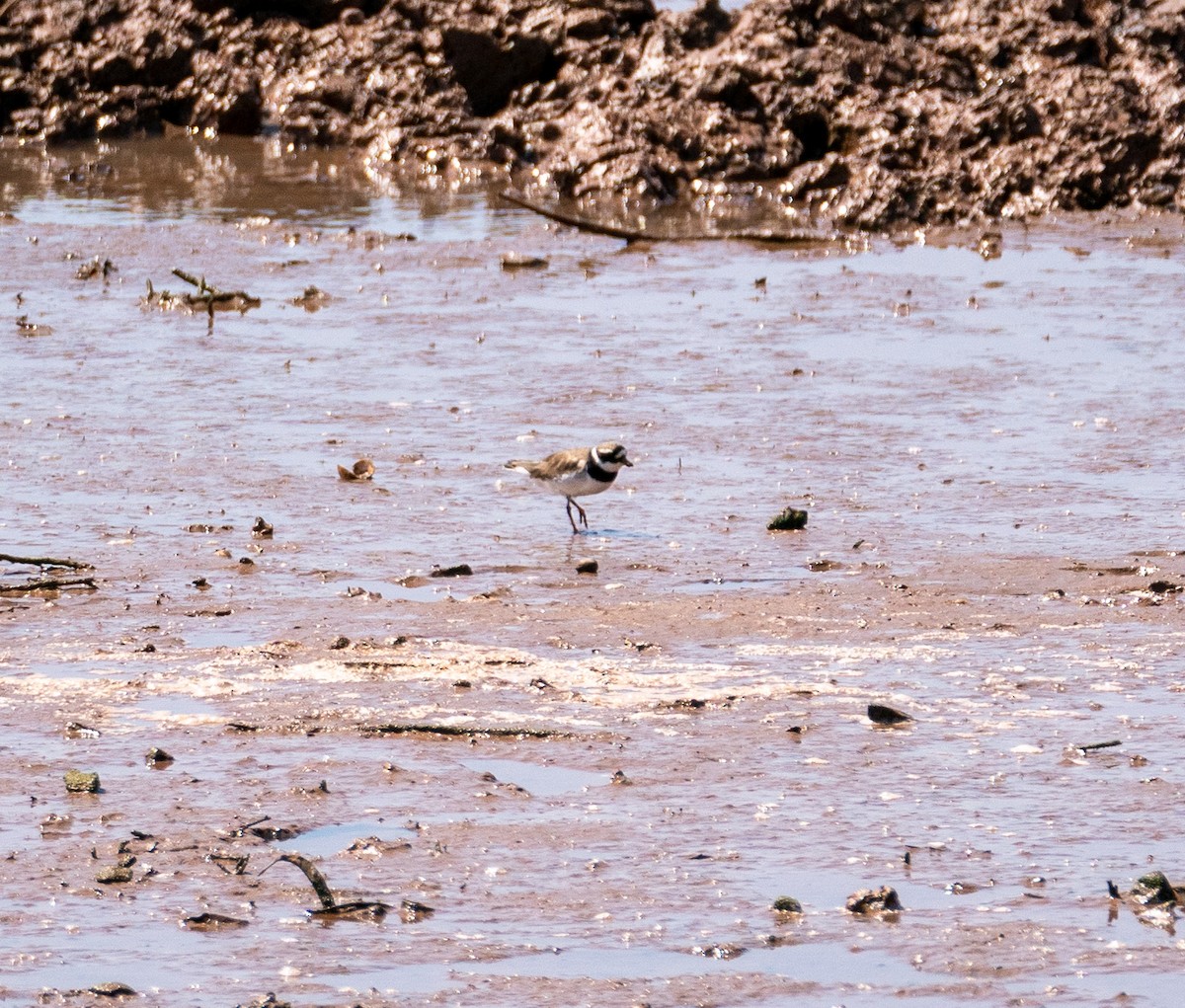 Common Ringed Plover - ML609874182