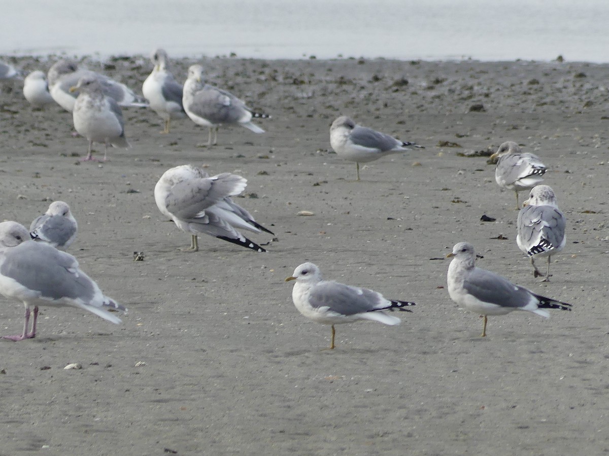 Gaviota Californiana - ML609874194