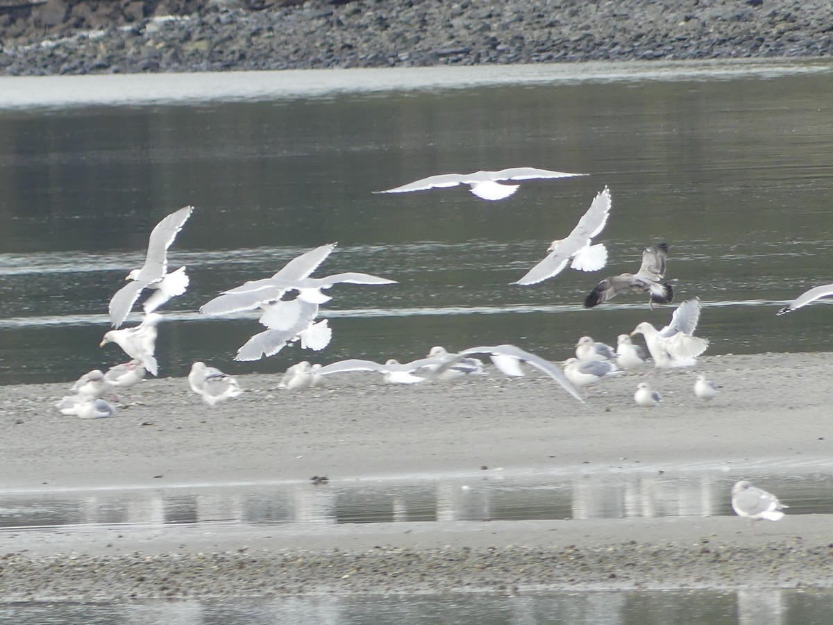 California Gull - Gus van Vliet