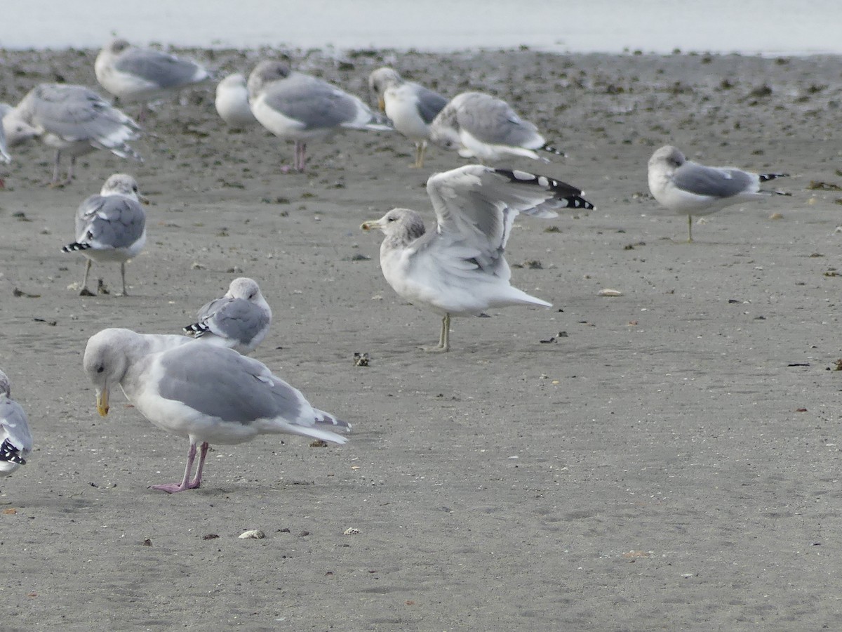 Gaviota Californiana - ML609874199