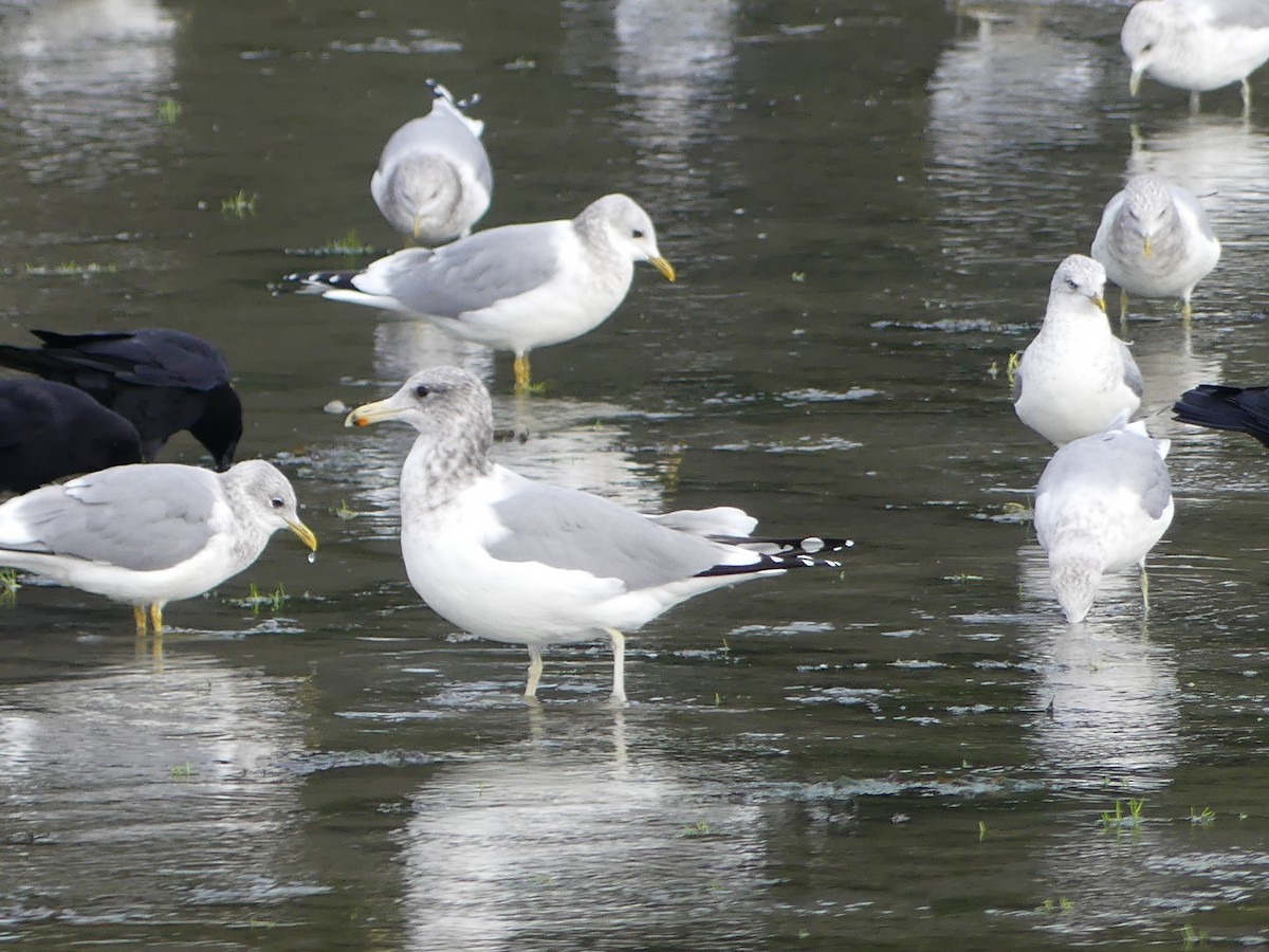 California Gull - Gus van Vliet