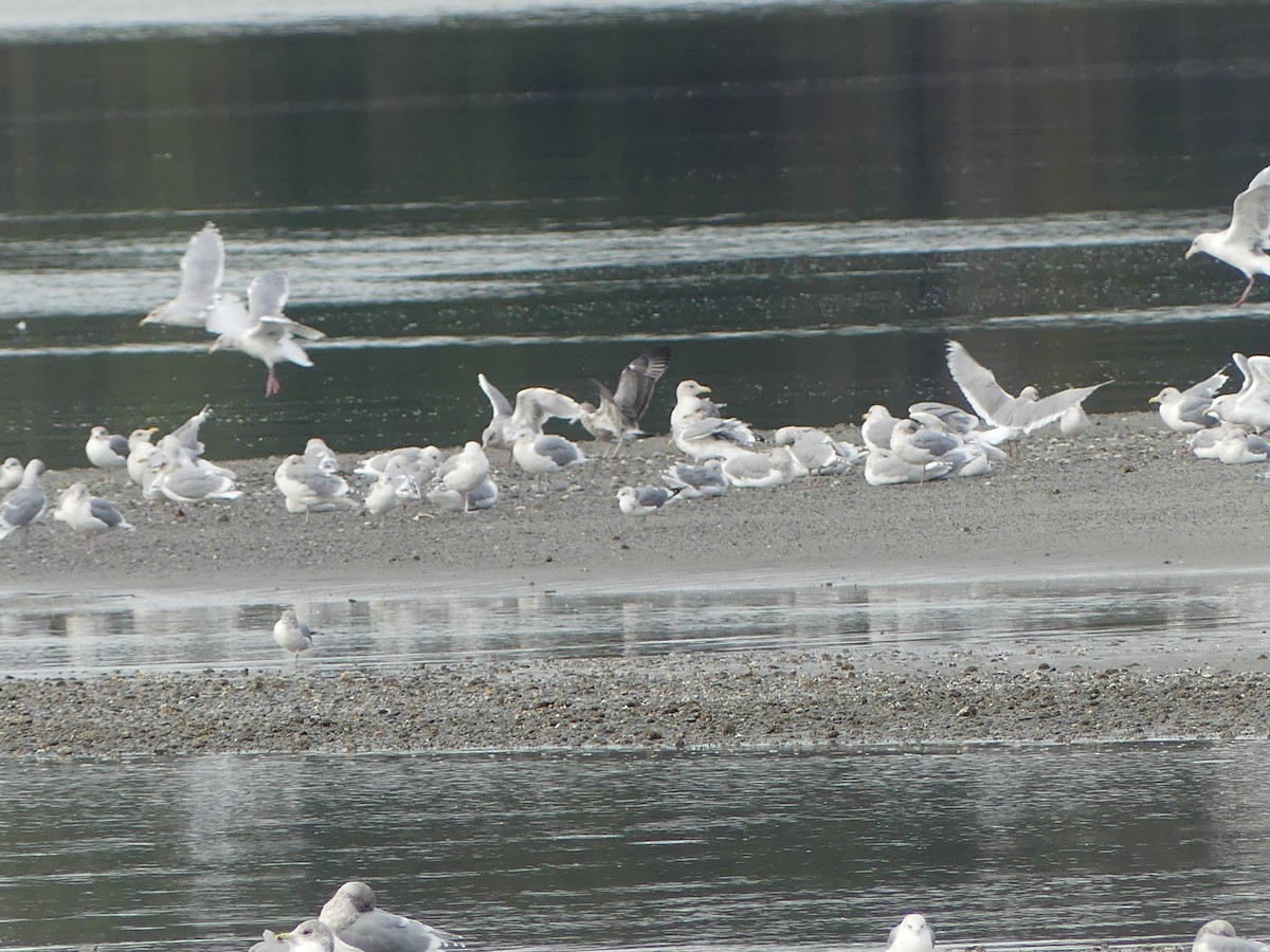 Gaviota Californiana - ML609874201