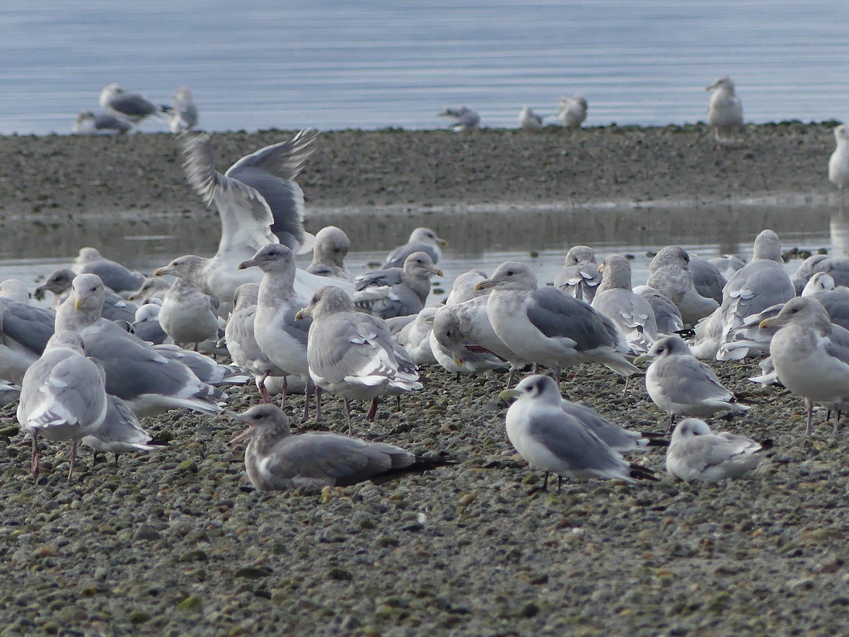 Gaviota Californiana - ML609874202