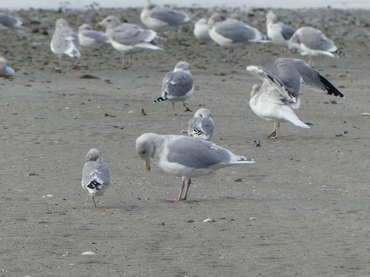 Goéland de Californie - ML609874203