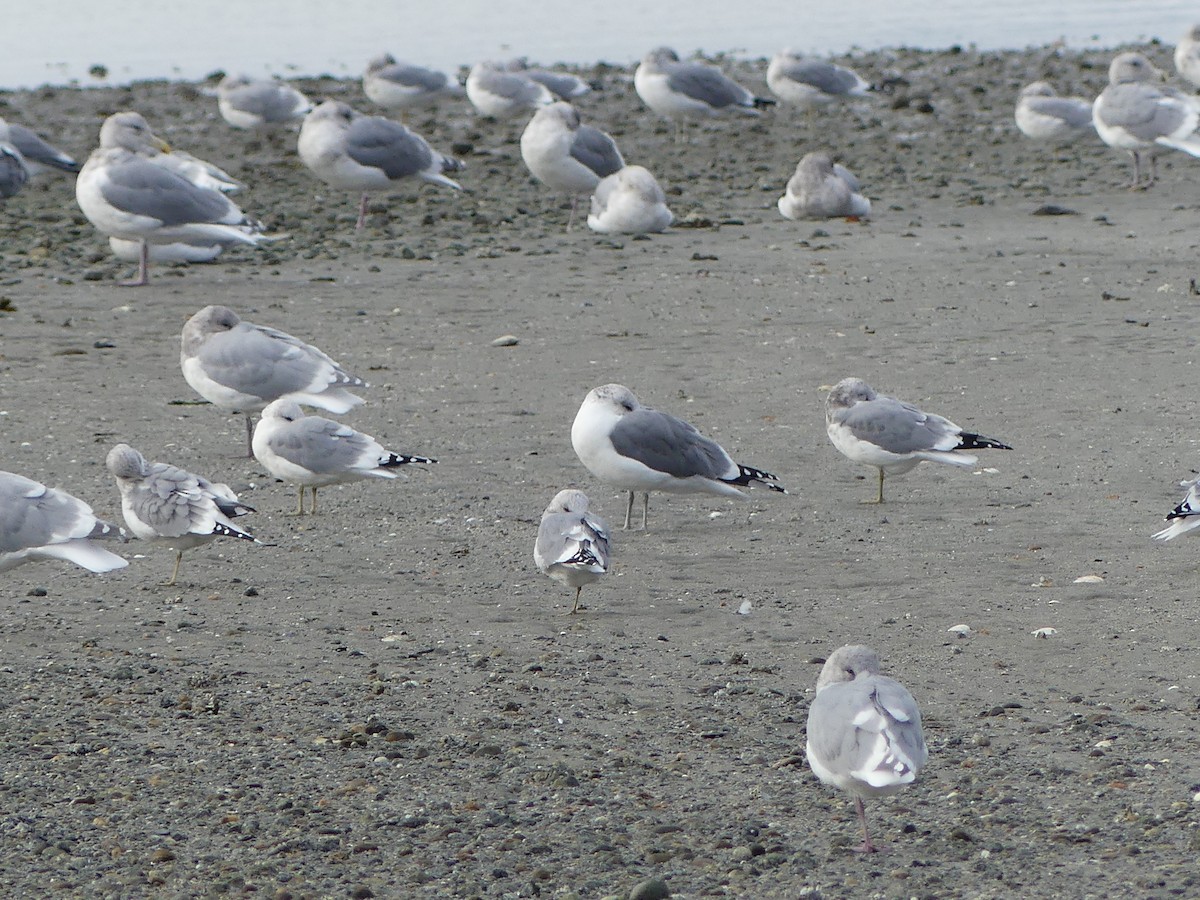 California Gull - Gus van Vliet