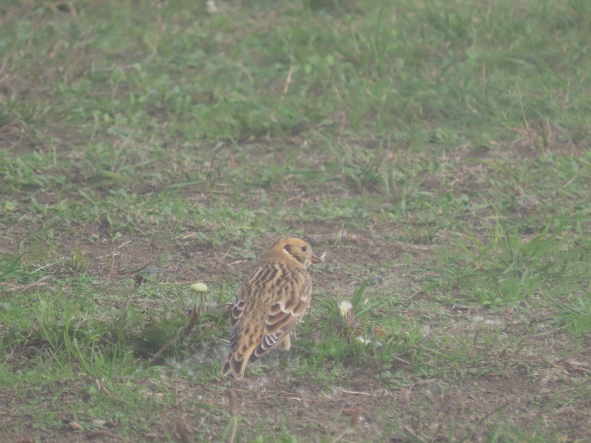 Lapland Longspur - ML609874207