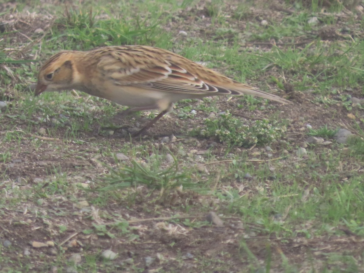 Lapland Longspur - ML609874208