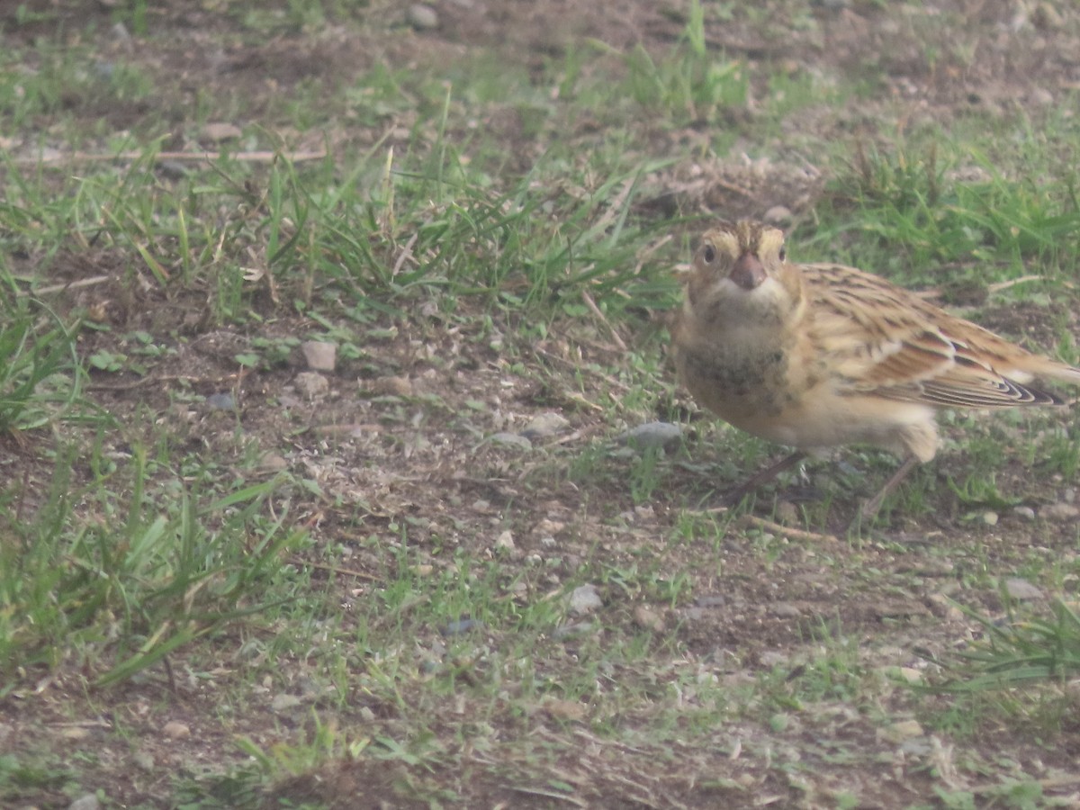 Lapland Longspur - ML609874209