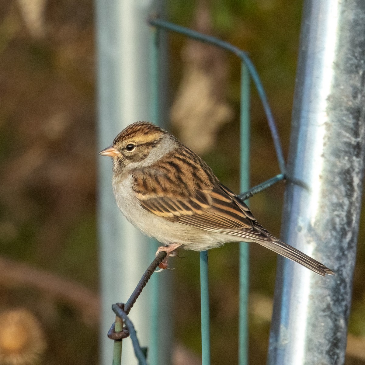 Chipping Sparrow - ML609874264