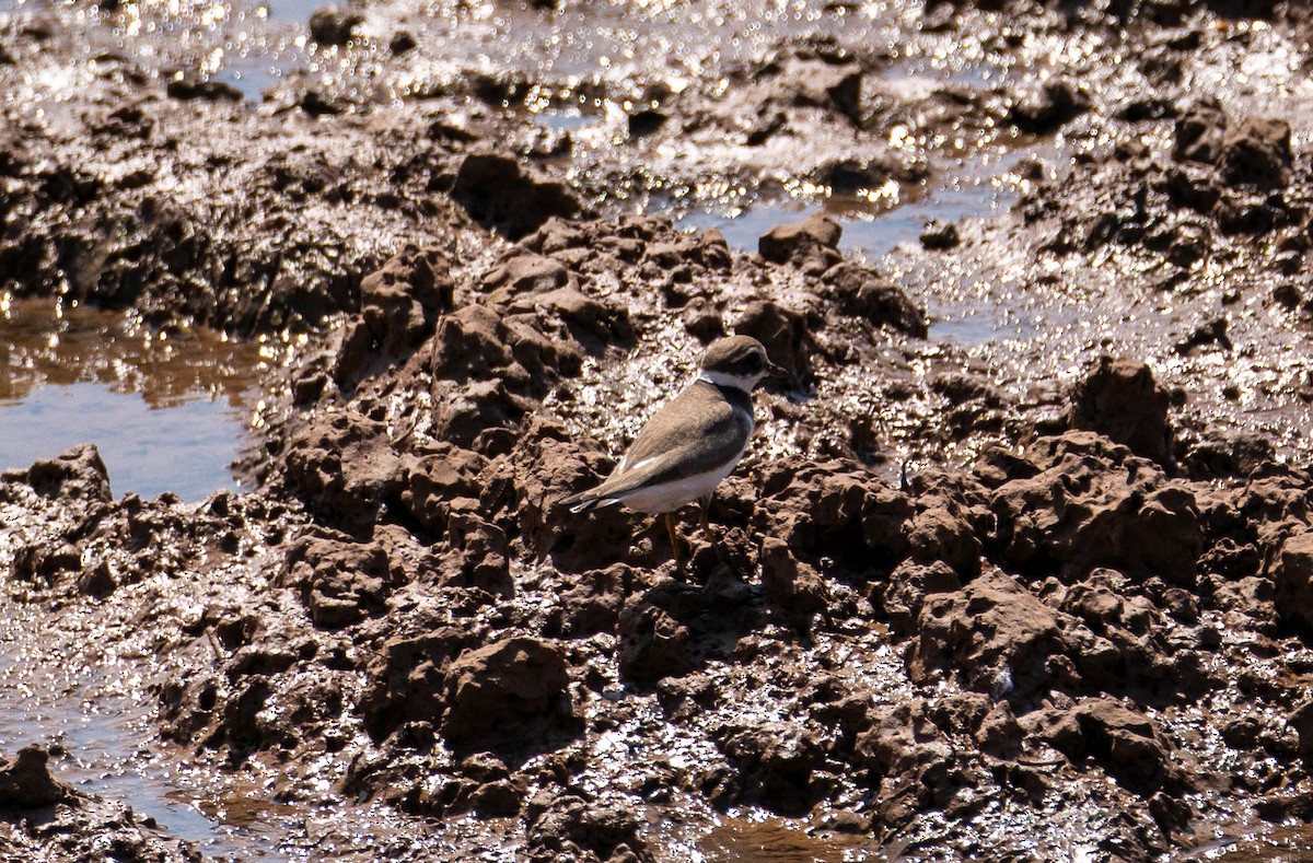 Common Ringed Plover - ML609874267