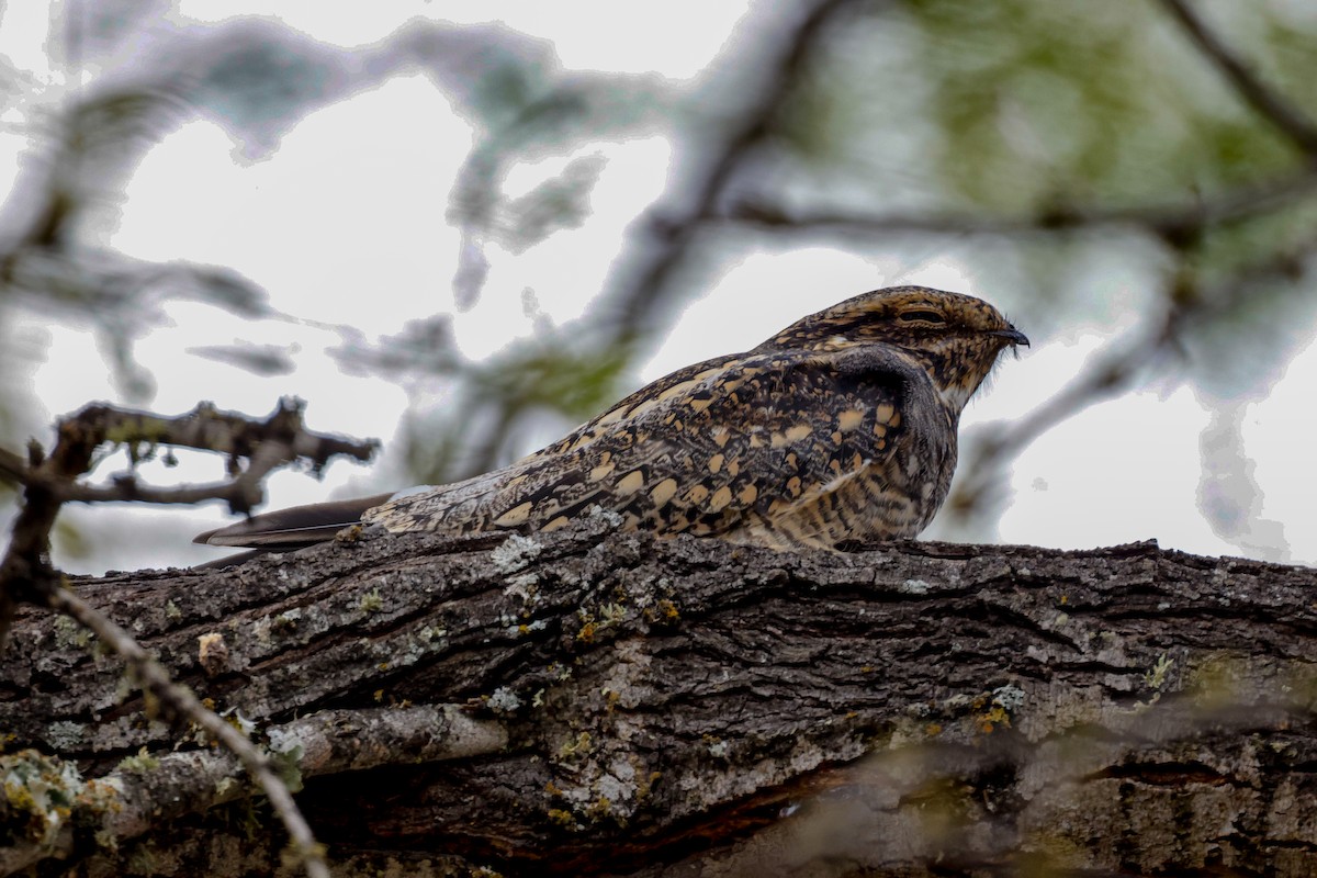 Lesser Nighthawk - ML609874309