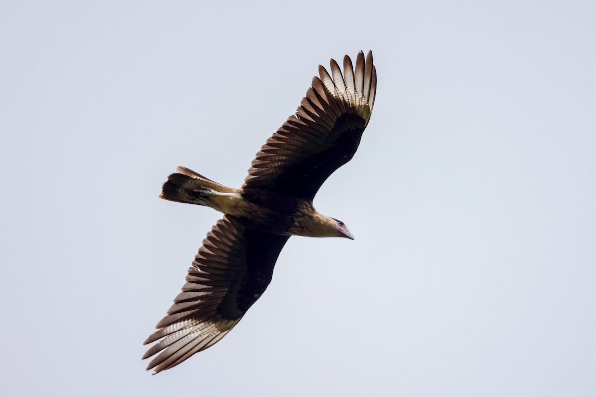 Crested Caracara - ML609874366