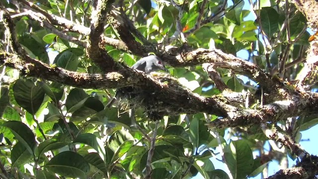 Ashy Drongo (Bornean) - ML609874419