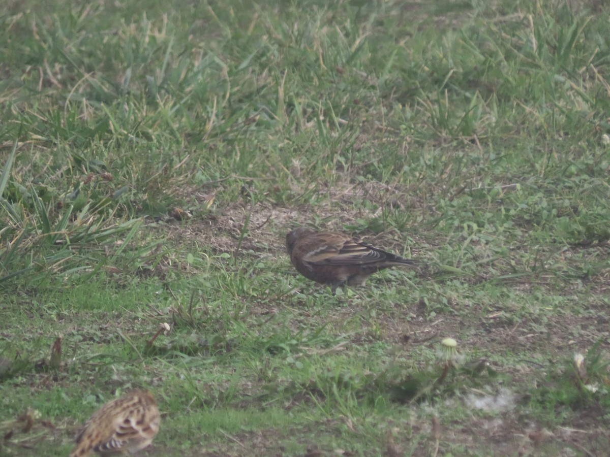 Gray-crowned Rosy-Finch - ML609874495