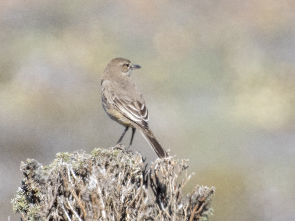 Gray-bellied Shrike-Tyrant - ML609874500