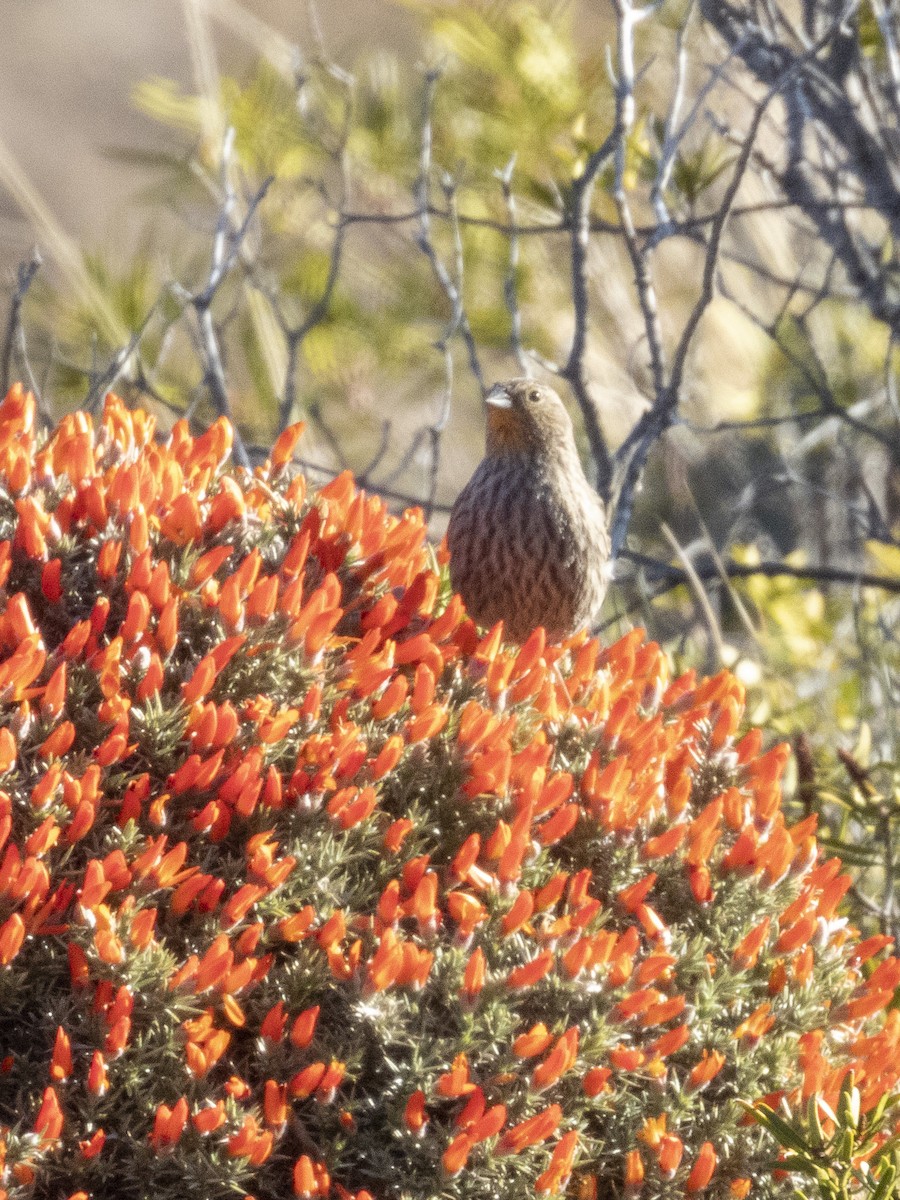 Plumbeous Sierra Finch - ML609874514