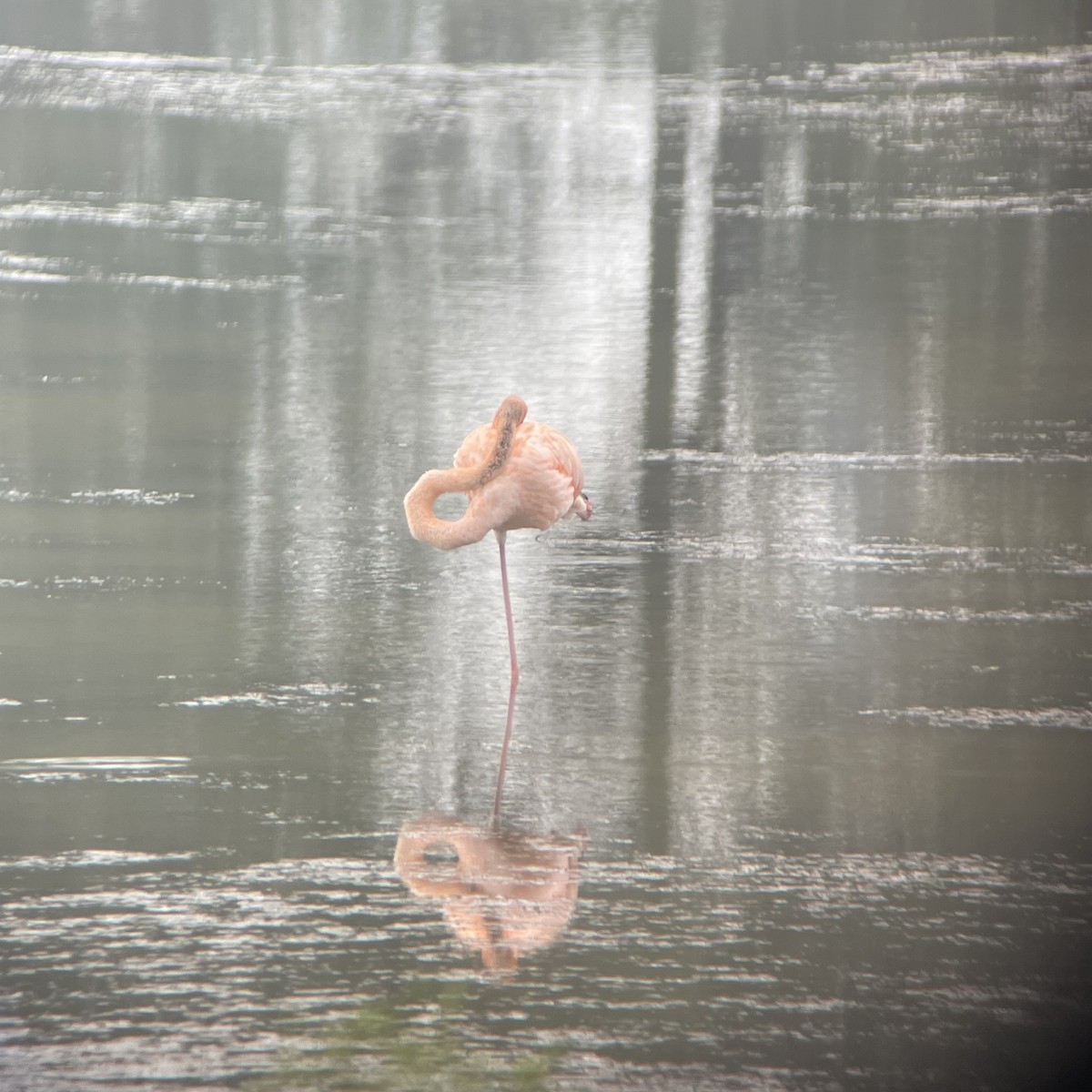 American Flamingo - ML609874552