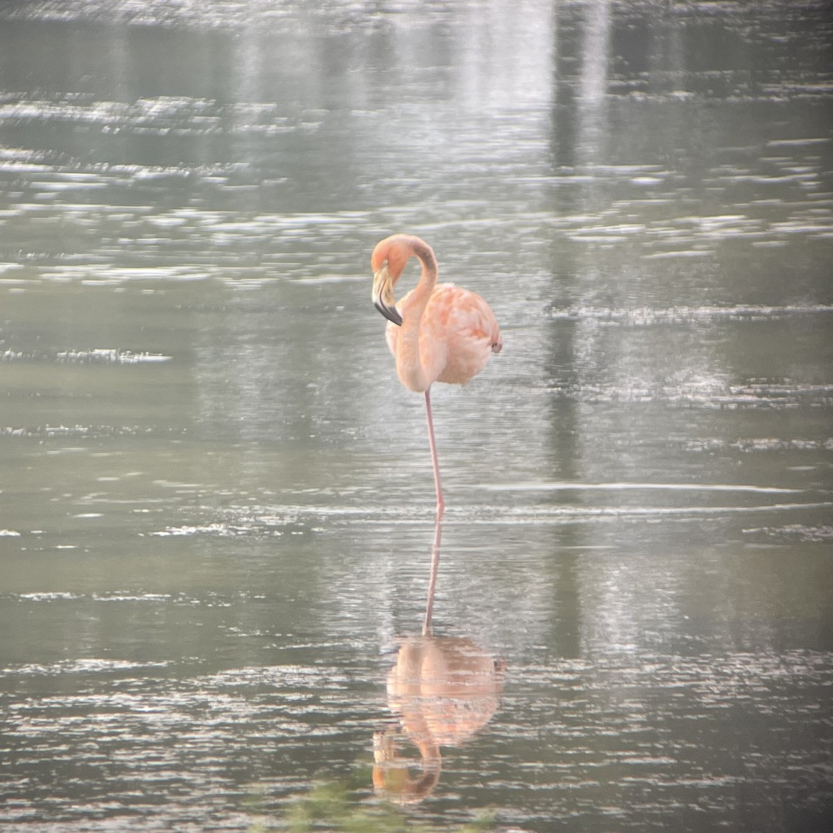 American Flamingo - ML609874557