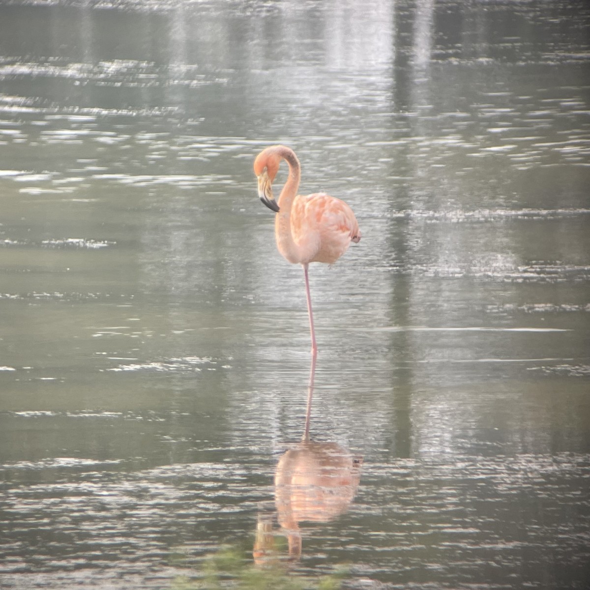 American Flamingo - ML609874564