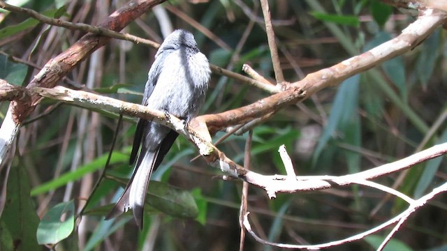 Kül Rengi Drongo (stigmatops) - ML609874610