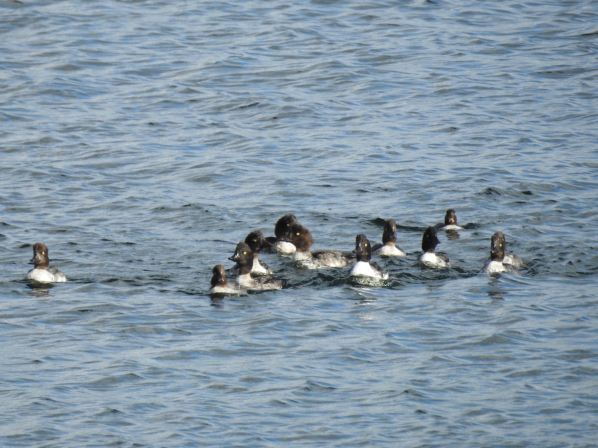 Barrow's Goldeneye - ML609874614